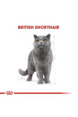 Royal Canin British Shorthair Adult Kedi Maması 2 kg